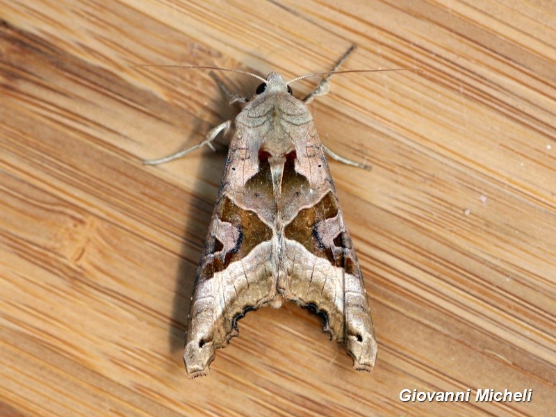 Phlogophora meticulosa ...sempre bella